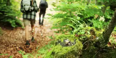 A person walking in the woods near some trees.