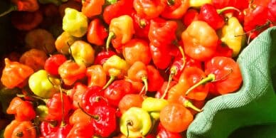 A pile of red and yellow peppers sitting next to each other.