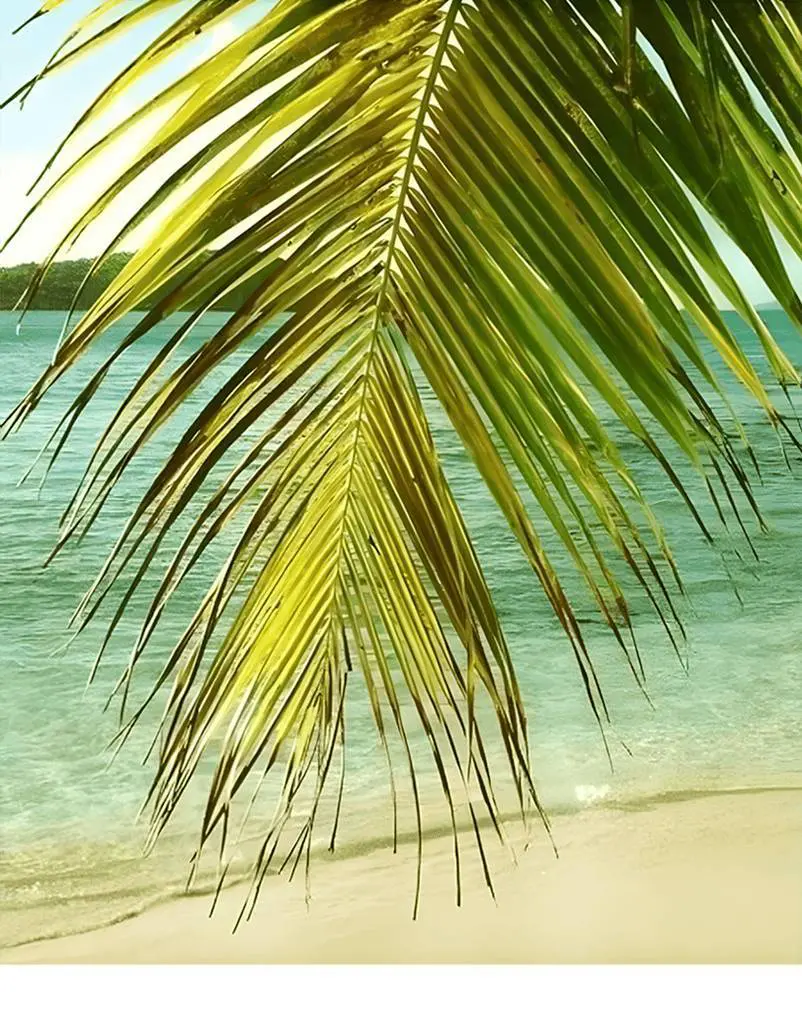 A palm tree on the beach with water in background.